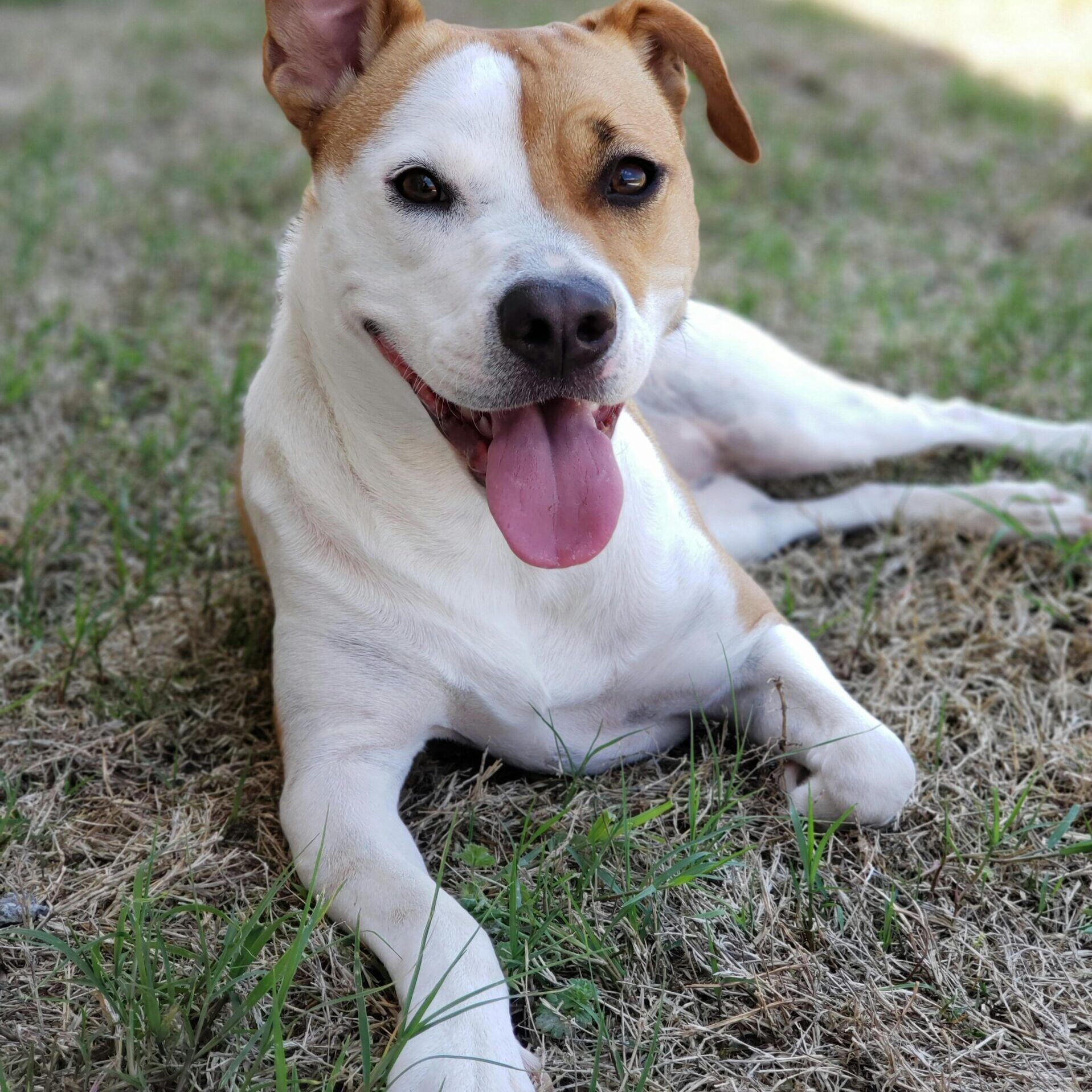 A cute terrier puppy with a playful expression relaxing on grassy lawn outdoors.
